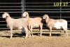 3X MEATMASTER OOI/EWE (Betaal per dier om lot te neem) - 2