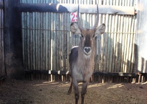 LOT 25 1 X M:1 WATERBOK MBWB2