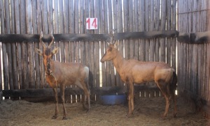 LOT 14 2 X V/F:2 ROOIHARTBEES MBWB2 (PER STUK OM LOT TE NEEM)