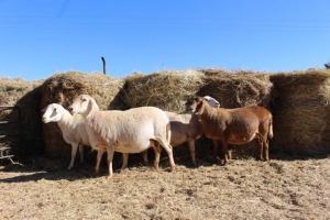 4+4X MEATMASTER OOI/EWE OLIVEBRANCH MEATMASTERS (Pay per Animal)