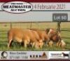 LOT 60 5X MEATMASTER OOIE/EWE KERN MEATMASTERS(PER STUK OM LOT TE NEEM/PER PIECE TO TAKE THE LOT) - 2