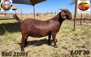 1X KALAHARI RED STUD DOE Jenny Kalahari Red Stoet