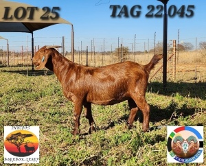 1X KALAHARI RED PREGNANT FLOCK DOE Jenny Kalahari Red Stoet