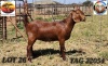 1X KALAHARI RED PREGNANT FLOCK DOE Jenny Kalahari Red Stoet