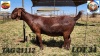 1X KALAHARI RED PREGNANT FLOCK DOE Jenny Kalahari Red Stoet