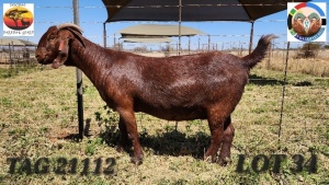 1X KALAHARI RED PREGNANT FLOCK DOE Jenny Kalahari Red Stoet