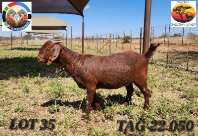 1X KALAHARI RED PREGNANT FLOCK DOE Jenny Kalahari Red Stoet