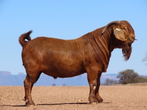 1X KALAHARI RED FLOCK BUCK Fielie du Toit Kalahari Red Stoet