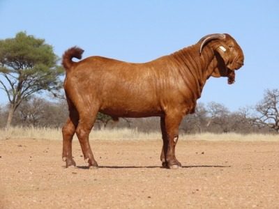 1X KALAHARI RED FLOCK BUCK Fielie du Toit Kalahari Red Stoet