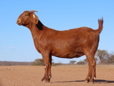 1X KALAHARI RED STUD DOE Fielie du Toit Kalahari Red Stoet