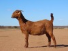 1X KALAHARI RED FLOCK DOE Fielie du Toit Kalahari Red Stoet