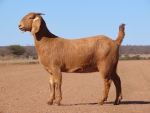 1X KALAHARI RED FLOCK DOE Fielie du Toit Kalahari Red Stoet