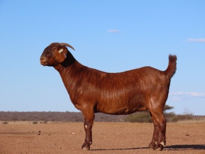 1X KALAHARI RED PREGNANT STUD DOE Fielie du Toit Kalahari Red Stoet