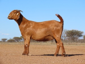 1X KALAHARI RED STUD DOE Fielie du Toit Kalahari Red Stoet