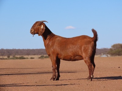 1X KALAHARI RED DOE Fielie du Toit Kalahari Red Stoet