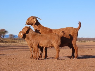 WITHDRAWN - 1X KALAHARI RED DOE Fielie du Toit Kalahari Red Stoet