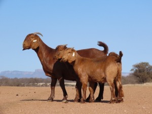 1X KALAHARI RED STUD DOE Fielie du Toit Kalahari Red Stoet