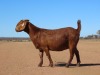 1X KALAHARI RED STUD DOE Fielie du Toit Kalahari Red Stoet