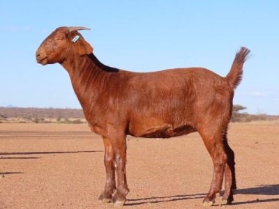 1X KALAHARI RED FLOCK DOE Fielie du Toit Kalahari Red Stoet