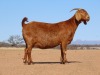 1X KALAHARI RED FLOCK DOE Fielie du Toit Kalahari Red Stoet