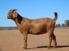 1X KALAHARI RED FLOCK DOE Fielie du Toit Kalahari Red Stoet