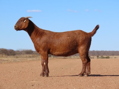 1X KALAHARI RED PREGNANT FLOCK DOE Fielie du Toit Kalahari Red Stoet