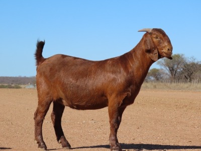 1X KALAHARI RED FLOCK DOE Fielie du Toit Kalahari Red Stoet