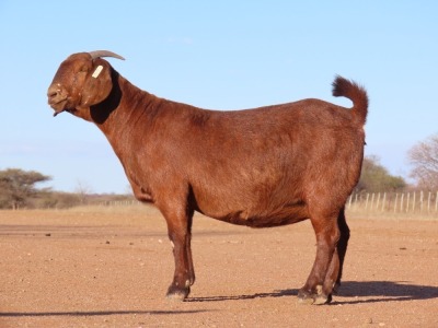 1X KALAHARI RED PREGNANT DOE Fielie du Toit Kalahari Red Stoet