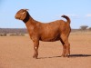 1X KALAHARI RED STUD DOE Fielie du Toit Kalahari Red Stoet