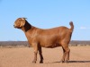 1X KALAHARI RED PREGNANT STUD DOE Fielie du Toit Kalahari Red Stoet