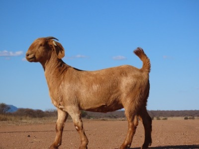 1X KALAHARI RED FLOCK DOE Fielie du Toit Kalahari Red Stoet