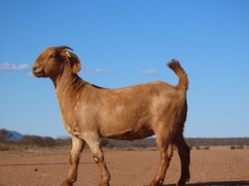 1X KALAHARI RED FLOCK DOE Fielie du Toit Kalahari Red Stoet
