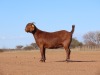 1X KALAHARI RED PREGNANT FLOCK DOE Fielie du Toit Kalahari Red Stoet