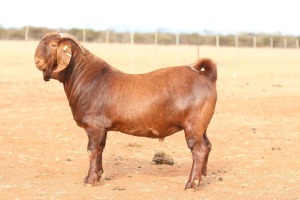 1X KALAHARI RED BUCK Anton & Rickus Bothma Boerbok Stoet