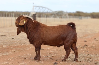 1X KALAHARI RED STUD BUCK Anton & Rickus Bothma Boerbok Stoet