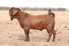 1X KALAHARI RED STUD BUCK Anton & Rickus Bothma Boerbok Stoet