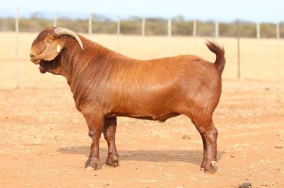 1X KALAHARI RED FLOCK BUCK Anton & Rickus Bothma Boerbok Stoet