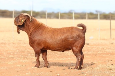 1X KALAHARI RED FLOCK BUCK Anton & Rickus Bothma Boerbok Stoet