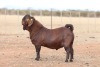 1X KALAHARI RED FLOCK BUCK Anton & Rickus Bothma Boerbok Stoet