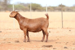 1X KALAHARI RED PREGNANT STUD DOE Anton & Rickus Bothma Boerbok Stoet