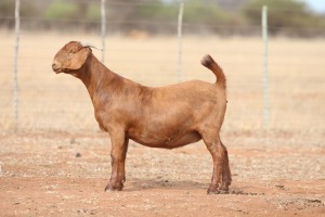 1X KALAHARI RED STUD DOE Anton & Rickus Bothma Boerbok Stoet