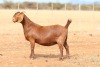 1X KALAHARI RED PREGNANT STUD DOE Anton & Rickus Bothma Boerbok Stoet