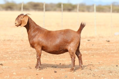 1X KALAHARI RED PREGNANT STUD DOE Anton & Rickus Bothma Boerbok Stoet