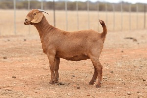 1X KALAHARI RED STUD DOE Anton & Rickus Bothma Boerbok Stoet