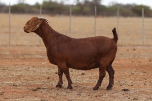 1X KALAHARI RED PREGNANT STUD DOE Anton & Rickus Bothma Boerbok Stoet