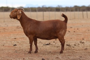 1X KALAHARI RED STUD DOE Anton & Rickus Bothma Boerbok Stoet