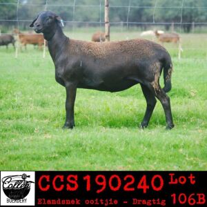 LOT 106 1X MEATMASTER OOIE/EWE COLLEN MEATMASTERS