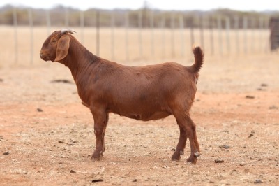 1X KALAHARI RED STUD DOE Anton & Rickus Bothma Boerbok Stoet