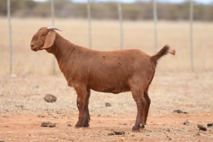 1X KALAHARI RED FLOCK DOE Anton & Rickus Bothma Boerbok Stoet