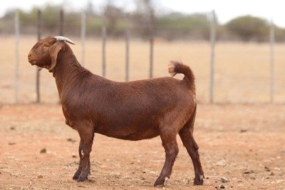 1X KALAHARI RED STUD DOE Anton & Rickus Bothma Boerbok Stoet